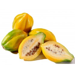 Mountain papaya Seeds...