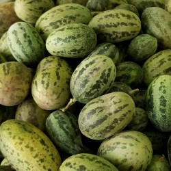 Semena divokých melounů...