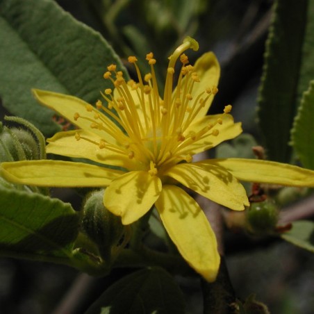 Fluweelrozijnen, wilde bessen, zaden (Grewia flava) | € 1,75