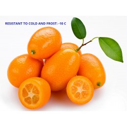 Kumquat Samen (Fortunella...