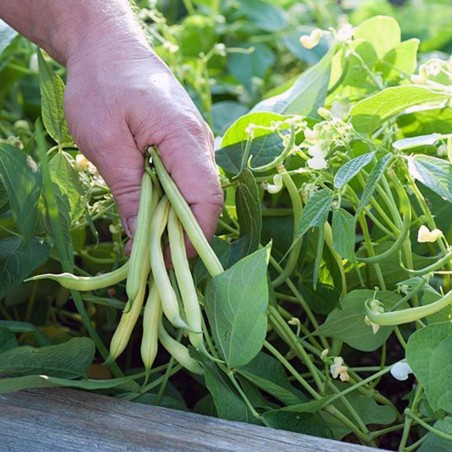 Graines de Haricot Nain Beurre BERGGOLD | 1,85 €