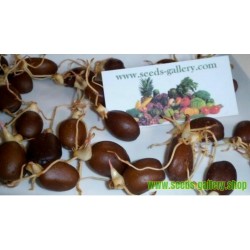 Exotic Snake Fruit Salak Seeds (Salacca edulis)
