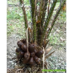 Sementes de Snake Fruit - Salacca Palm
