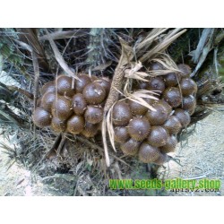 Σπόροι Snake Fruit (Salacca zalacca)
