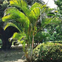 Nasiona palmy złoty trzciny...