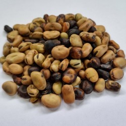 Sweet Lorane fava beans seeds