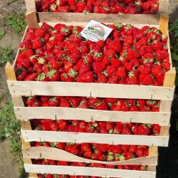 Σπόροι φράουλας APRICA
