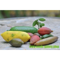 Finger Lime Seeds (Citrus australasica)