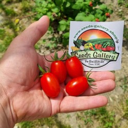 Семена томатов Datterino - Datterini