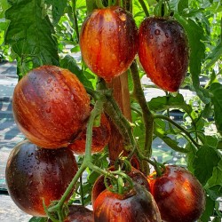 Σπόροι ντομάτας Gargamel