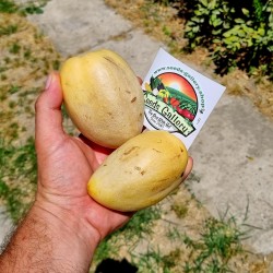 Pepino Dulce, Melon Pear Seeds (Solanum muricatum)