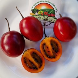 Cyphomandra betacea-Pack of 20 Seeds Seeds Point Fruit-TAMARILLO,Tree Tomato