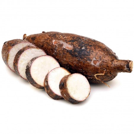 Semi di Manioca, Cassava, Yuca (Manihot esculenta) | 7,00 €