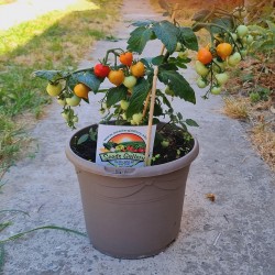 Sementes de tomate anão evita
