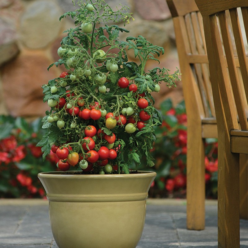 Price: €1.85 - Graines de Tomate GERANIUM KISS - Seeds Gallery