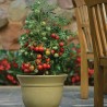 Price: €1.85 - Graines de Tomate GERANIUM KISS - Seeds Gallery