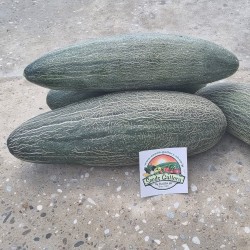 Graines Concombre Melon réticulé géantes de arménien