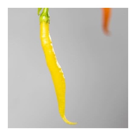 Graines de Piment Aji Patillo (Capsicum pendulum) | 2,25 €
