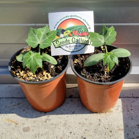 Semillas de Sicana (planta) (Sicana odorifera) | 7,95 €