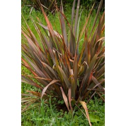 New Zealand flax - Flax lily Seeds (Phormium tenax)