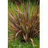 New Zealand flax - Flax lily Seeds (Phormium tenax)