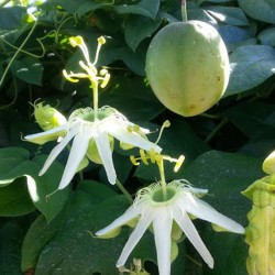 SURURUCA Tohumu (Passiflora...