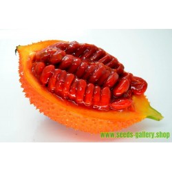 Gac, Gac Fruit, Baby Jackfruit Seme