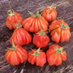 Tlacolula Ribbed Tomatensamen