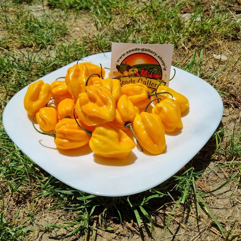 100 semen Habanero žlutá | 5,95 €
