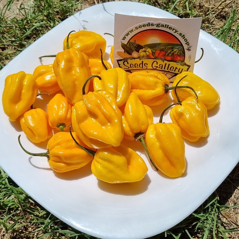 100 semen Habanero žlutá | 5,95 €