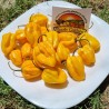 100 Semena zuti Habanero | 5,95 €