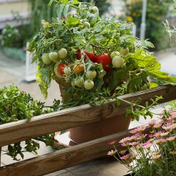 Balkong tomat frön Monte Carlo