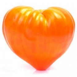 Tomatensamen Orange Ochsenherz