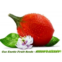 Gac Exotic Fruit Seeds (Momordica cochinchinensis)