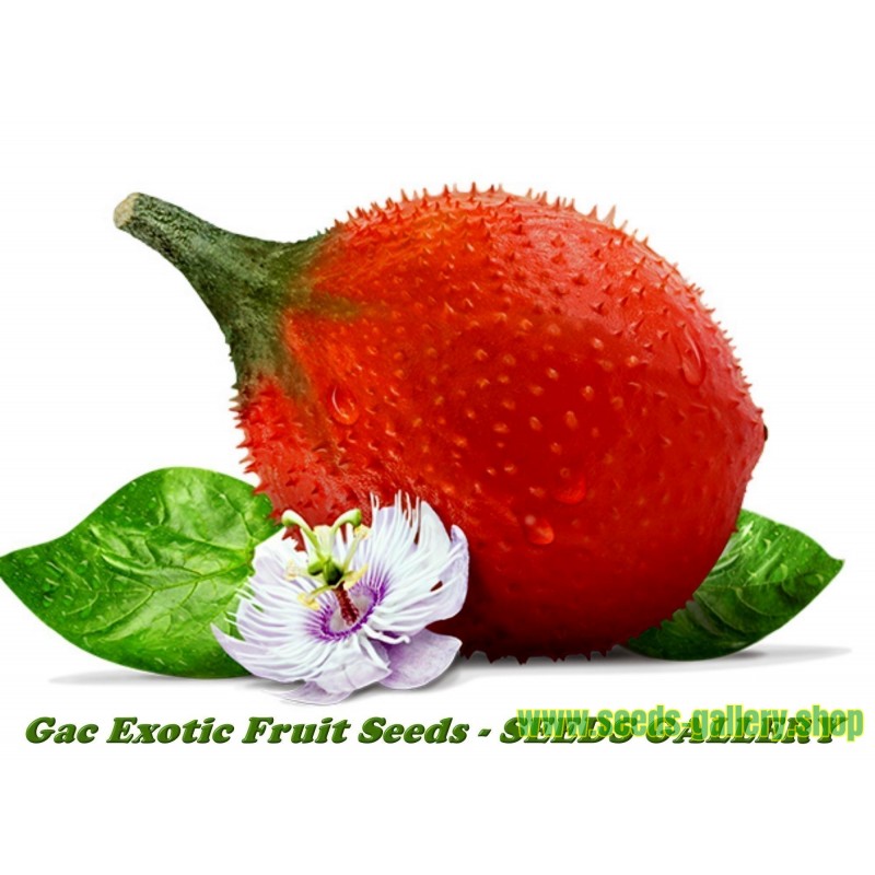 Gac Exotic Fruit Seeds Momordica Cochinchinensis Prijs 3 85