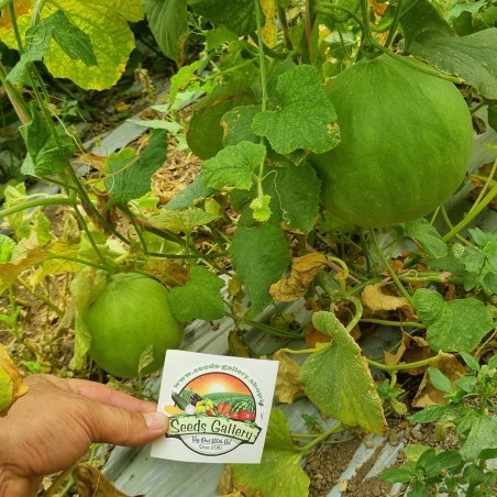 Gurkenmelone Samen Carosello Barattiere | 2,00 €