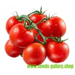 Tomatfrön Röd Cherry
