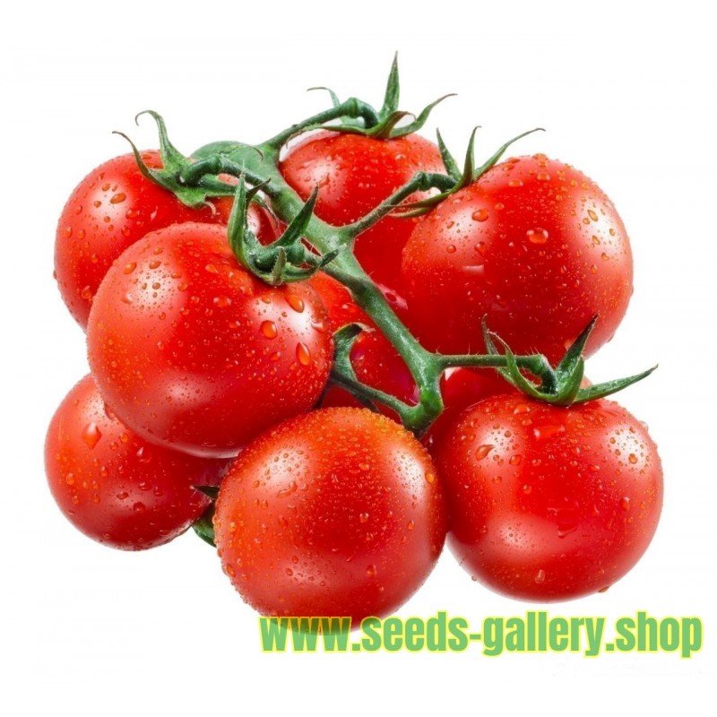 Semillas de Tomate Cereza Red Cherry