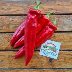 EXTRA RARE Traditional Greek Sweet Horn Pepper ''P13'' ~10 Top Quality Seeds 