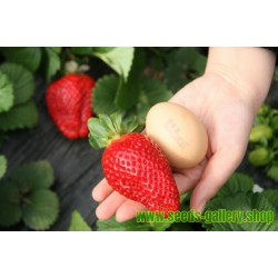 Giant strawberry seeds