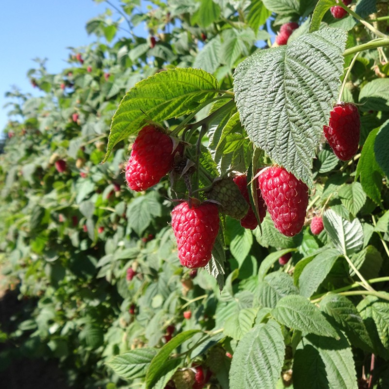 Price: €2.45 - Giant Red Raspberry Seeds - Seeds Gallery