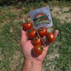 Semillas de tomate Campari