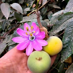 Tauso Frön (Passiflora...