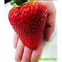 Giant strawberry seeds