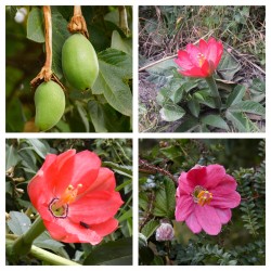 Tumbo magvak (Passiflora...
