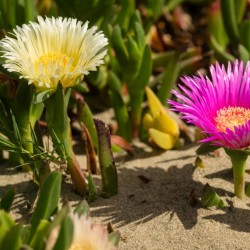 Hottentot-Fig, Ice Plant,...