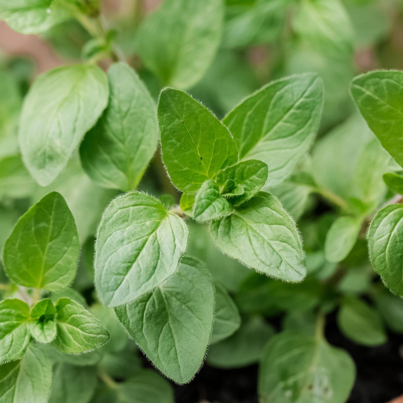 Σπόροι Ρίγανη Ελληνική Βότανα (Origanum vulgare) | 2,50 €