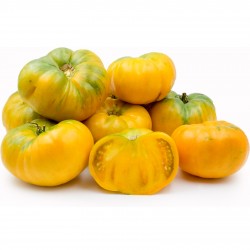 Tomato Seeds Persimmon Orange