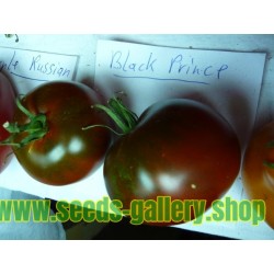 Graines Tomate ancienne noire 'Black Prince'