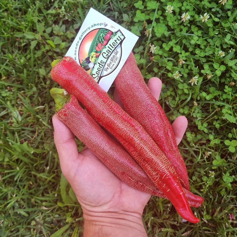 Price: €75 - "Vezanka" Piment 500 Graines - Variété ancienne Serbie - Seeds Gallery